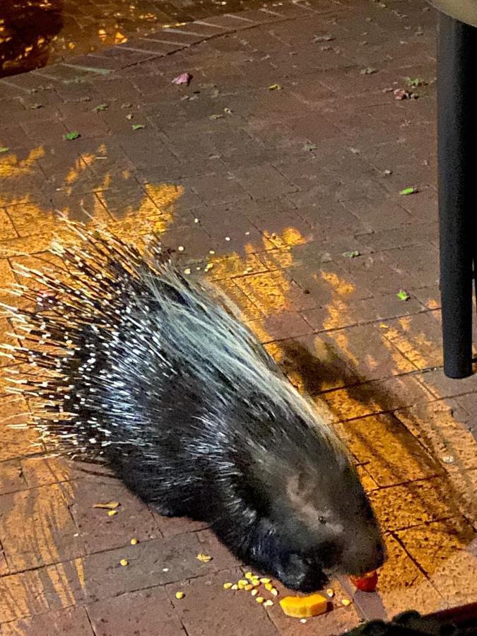 Appartamento Porcupine Walk Simonʼs Town Esterno foto